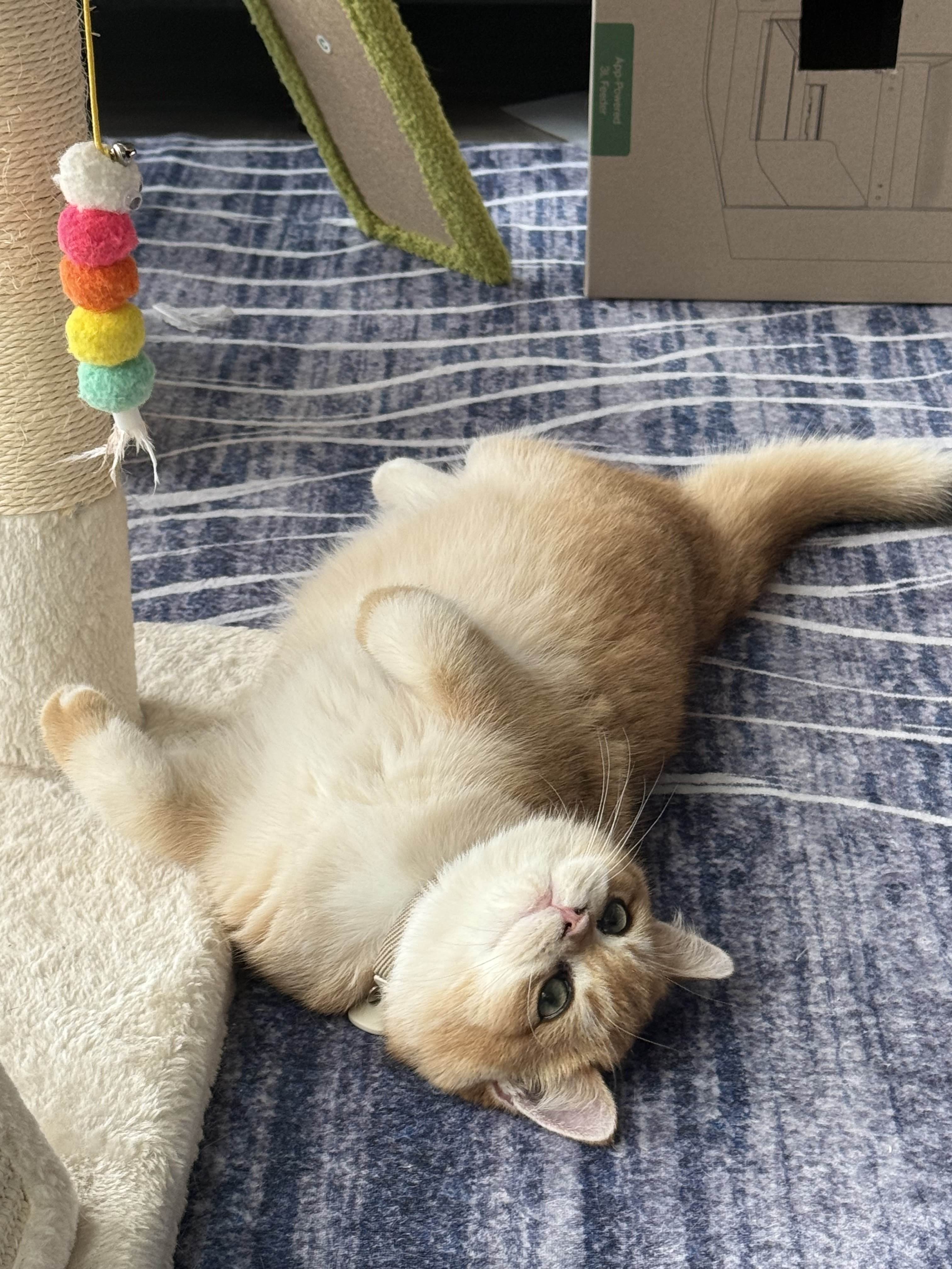 Mogu
